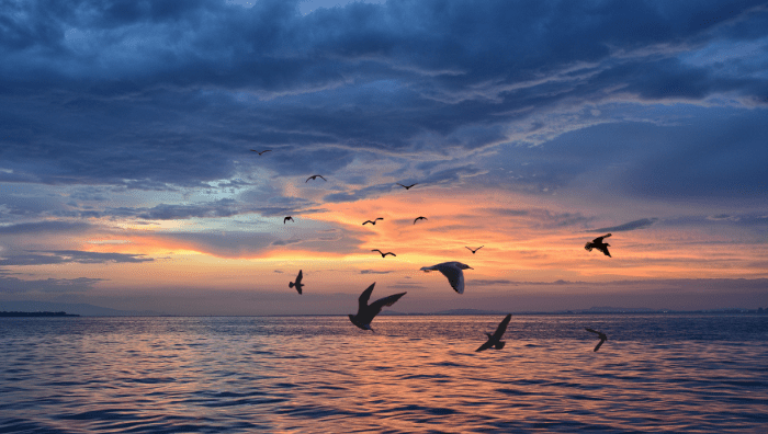 Scottish sea bird colonies  unaffected by Windracers ULTRA&nbsp;flights